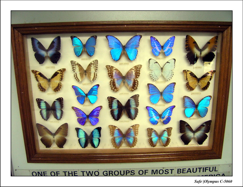 2005 - 08 - KUL - parc animalier  - 20.JPG